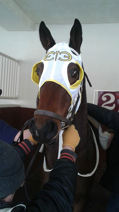 Aqueduct racetrack horse with EIE logo