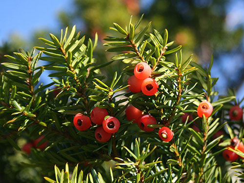 Japanese yew (Taxus cuspidata)