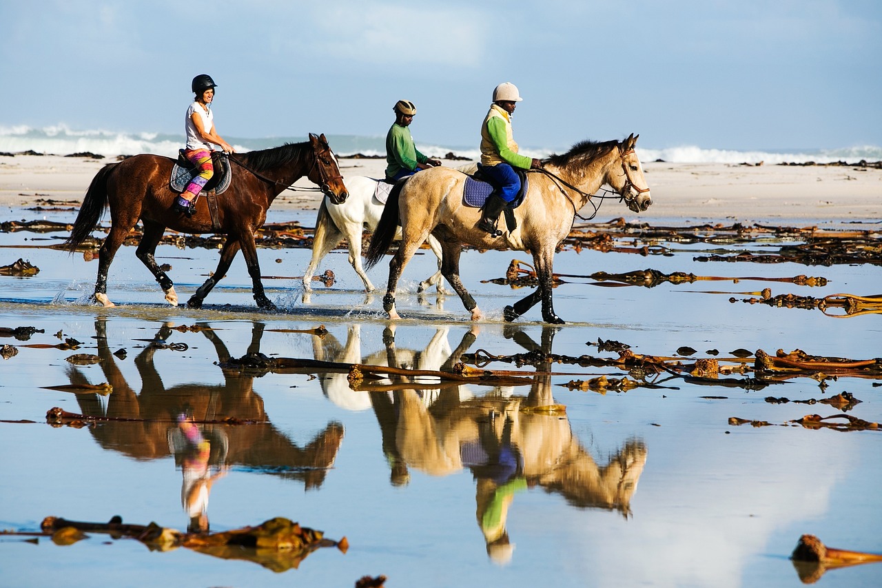 Equine Info Exchange - Trail Riding