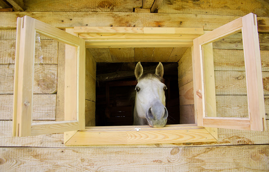 Horse Boarding in Alabama