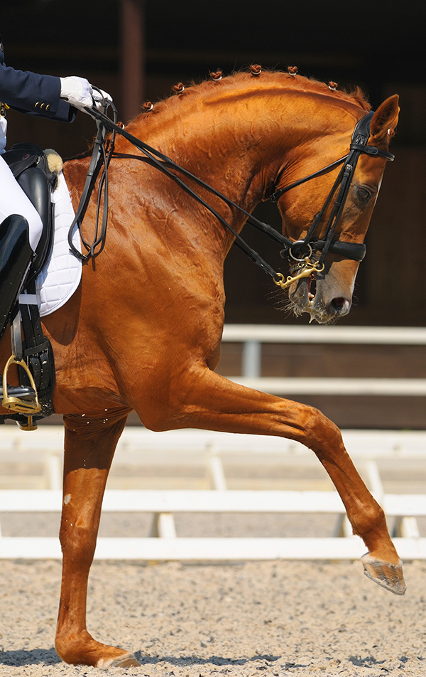 Dressage