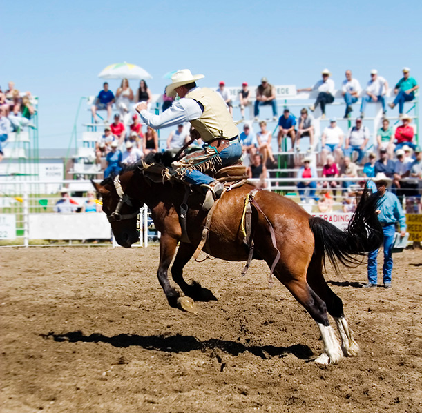 Equine info Exchange - Rodeo