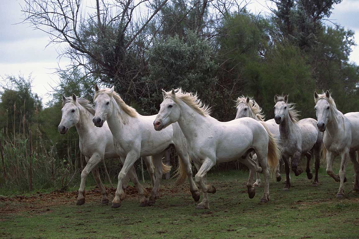 Equine Info Exchange