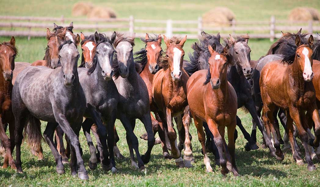 Equine Info Exchange