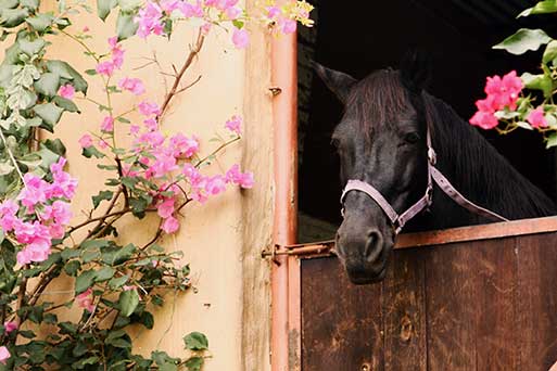 Equine Info Exchange