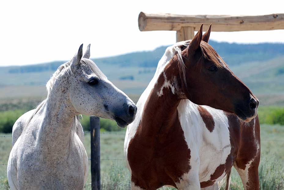 Equine Info Exchange