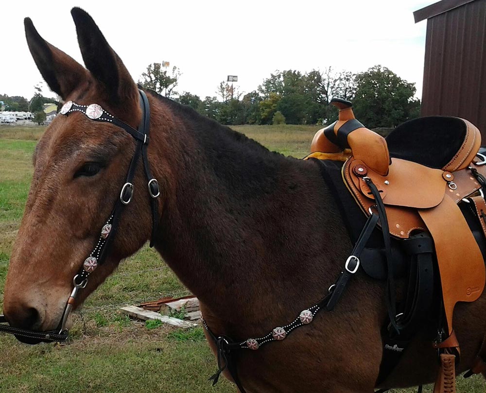 2RMules and Wyoming Saddlery 2RMules and Wyoming Saddlery