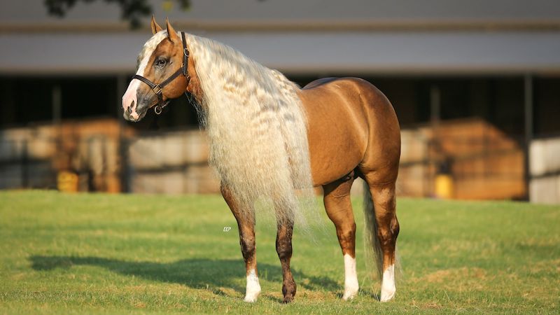 Reiner turned rope stallion, Show Me The Buckles * Photo courtesy of Elite Equine Promotions