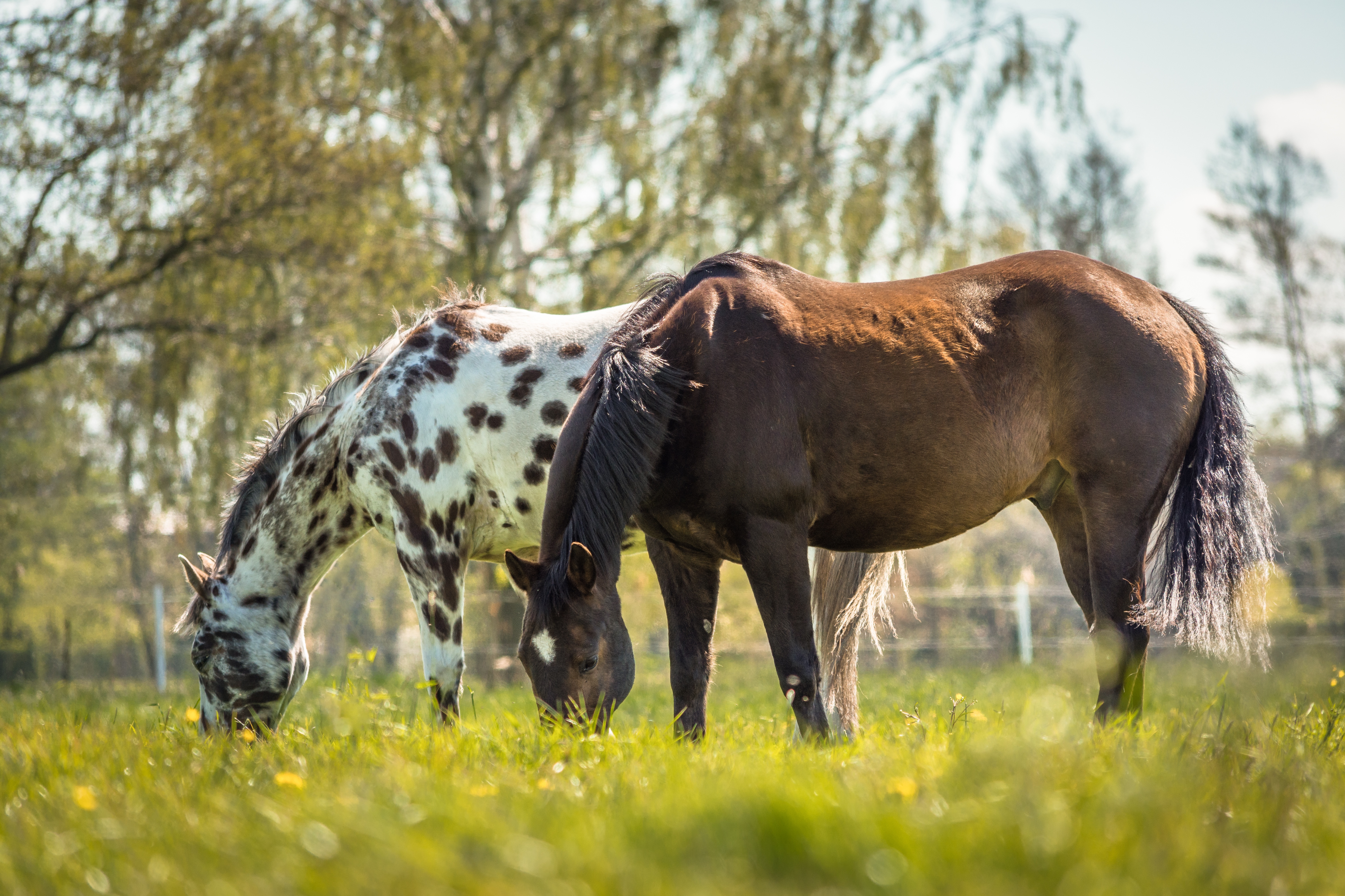 Image by Sven Lachmann from Pixabay