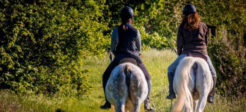 Photo courtesy of Kentucky Equine Research