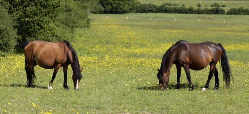 Photo courtesy of Kentucky Equine Research