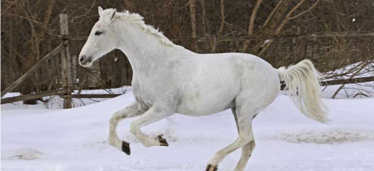 Photo courtesy of Kentucky Equine Research