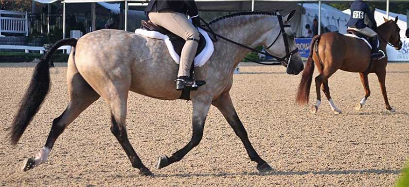 Photo courtesy of Kentucky Equine Research