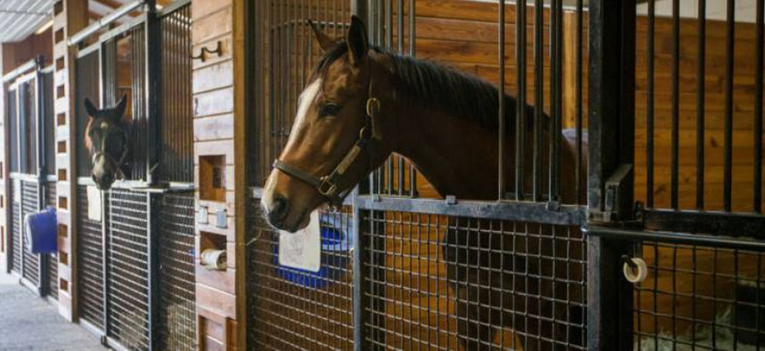 Photo courtesy of Kentucky Equine Research