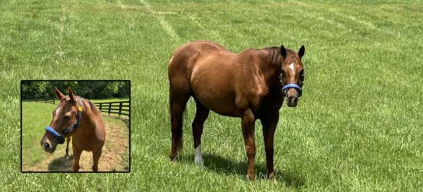 Photo courtesy of Kentucky Equine Research