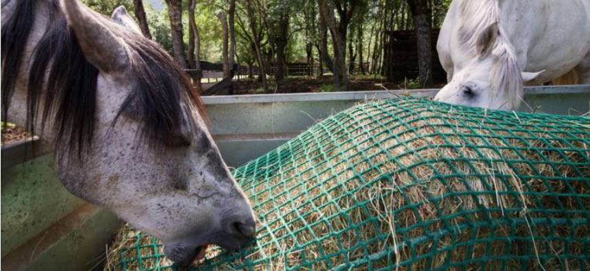 Photo courtesy of Kentucky Equine Research