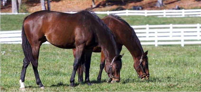 Photo courtesy of Kentucky Equine Research