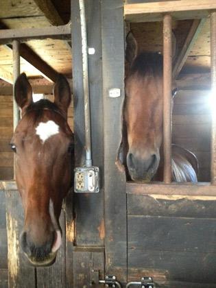 A pair of OTTBs (Acacia Courtney photo) A pair of OTTBs (Acacia Courtney photo)