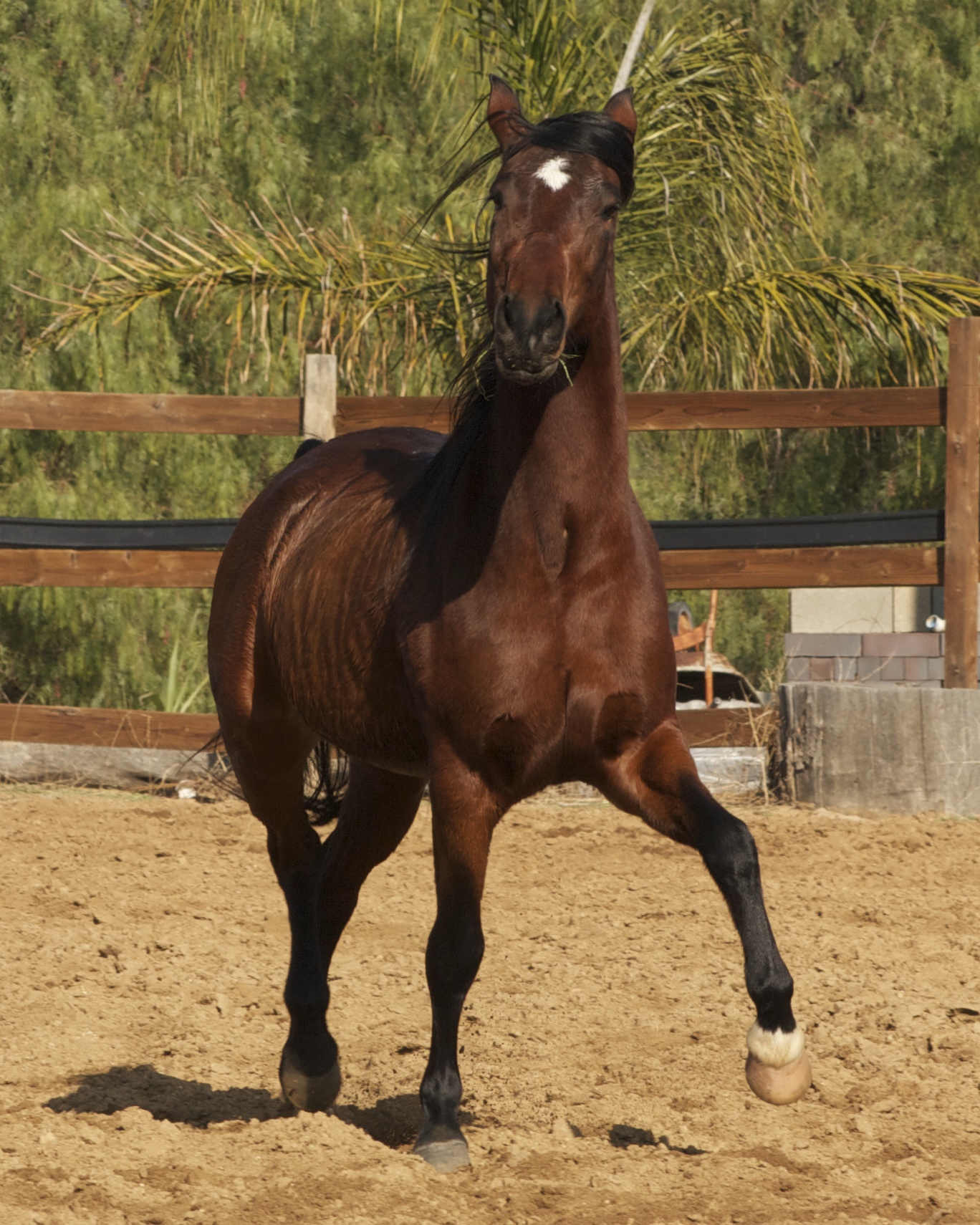 Allegria de los Cielos Allessandra Deerincks Mangalarga Marchador