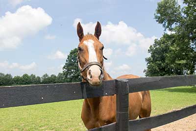 A retired racehorse at Second Stride (Courtesy Erin Shea/TAA) A retired racehorse at Second Stride (Courtesy Erin Shea/TAA)