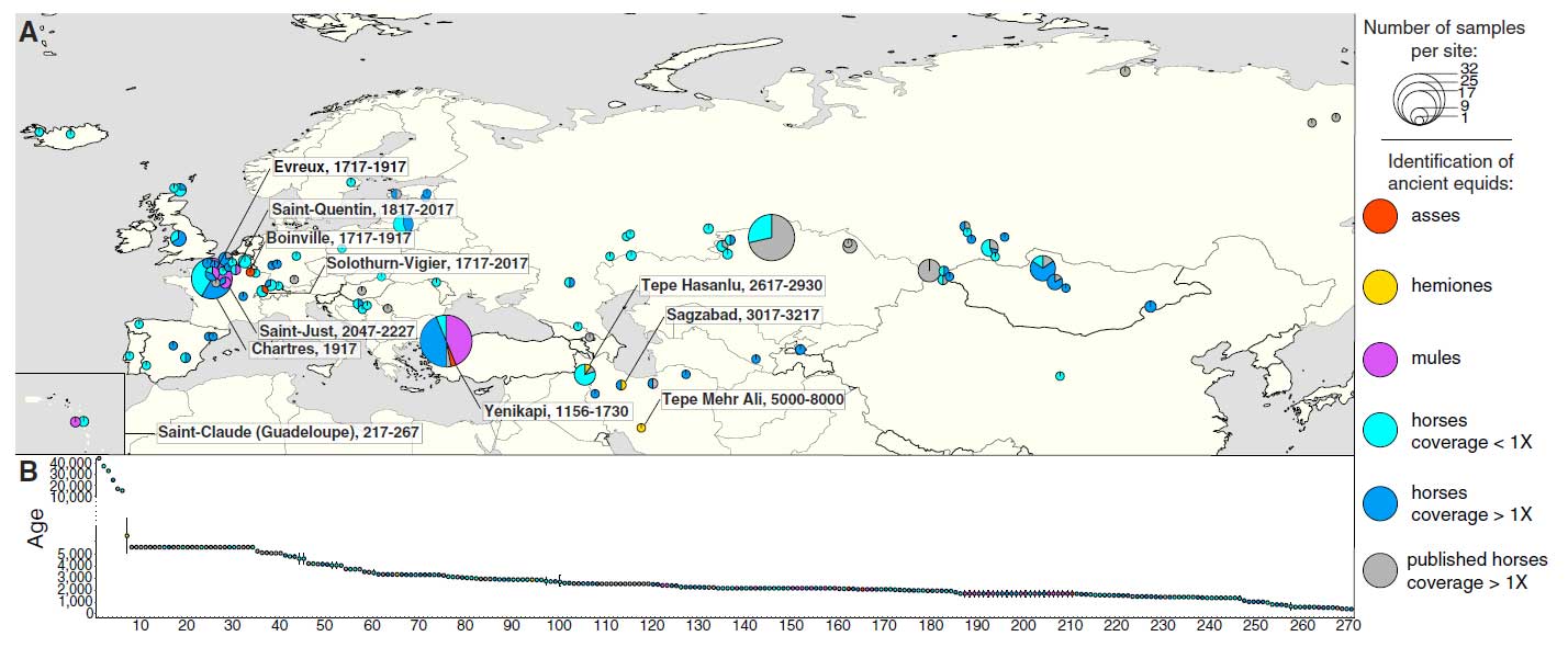 Figure 1. Equine Archaeological Remains (A) Location of archaeological sites. Pie charts are proportional to the total number of specimens providing DNA data compatible with the determination of sex, species and hybrid status. The names and temporal ranges (years ago) of the sites where hybrids and non-caballine species could be genetically identified are indicated. (B) Temporal distribution of ancient specimens. Eight individuals showing uncertain age determination are not included. See also Tables S1, S2, S3, and S4. Figure 1. Equine Archaeological Remains (A) Location of archaeological sites. Pie charts are proportional to the total number of specimens providing DNA data compatible with the determination of sex, species and hybrid status. The names and temporal ranges (years ago) of the sites where hybrids and non-caballine species could be genetically identified are indicated. (B) Temporal distribution of ancient specimens. Eight individuals showing uncertain age determination are not included. See also Tables S1, S2, S3, and S4.