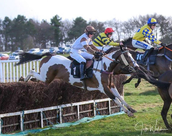 Angrove Mumsbuns, photo courtesy of Angrove Stud, UK Angrove Mumsbuns, photo courtesy of Angrove Stud, UK