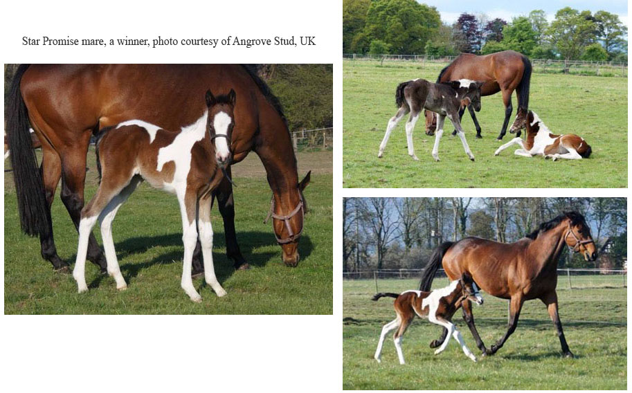 Star Promise mare, a winner, photo courtesy of Angrove Stud, UK Star Promise mare, a winner, photo courtesy of Angrove Stud, UK