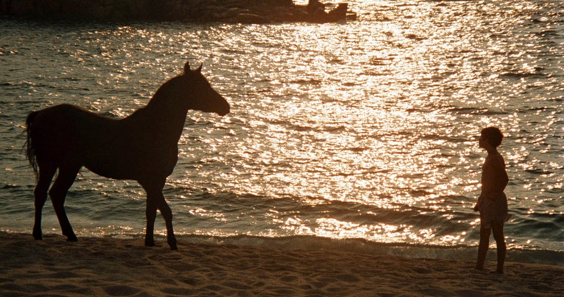 THE BLACK STALLION THE BLACK STALLION