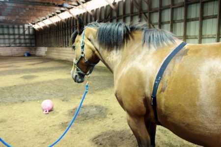 Researchers attempted to startle the horses by throwing a ball in front of them. Researchers attempted to startle the horses by throwing a ball in front of them.