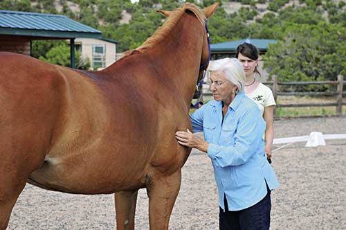 Training & Retraining Horses the Tellington Way by Linda Tellington-Jones Training & Retraining Horses the Tellington Way by Linda Tellington-Jones