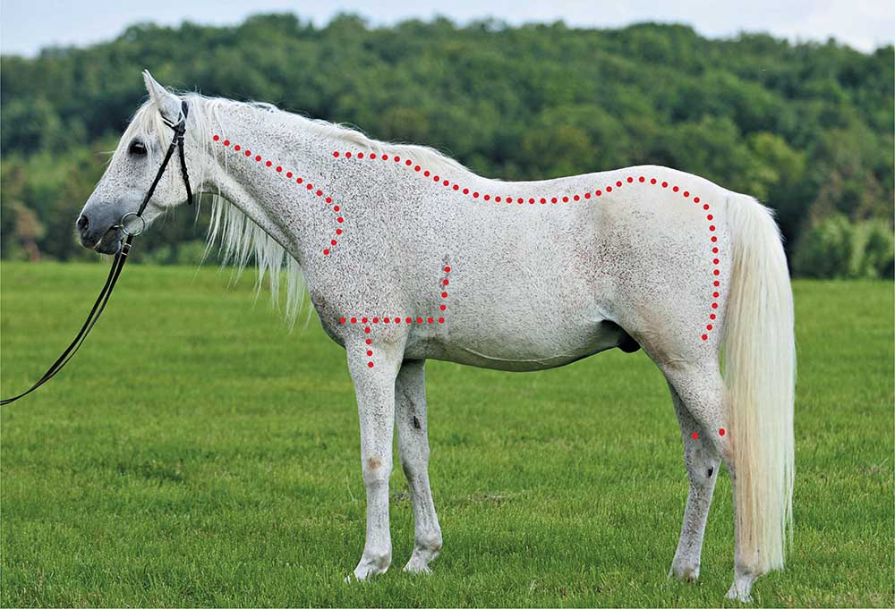 Training & Retraining Horses the Tellington Way by Linda Tellington-Jones Training & Retraining Horses the Tellington Way by Linda Tellington-JonesTraining & Retraining Horses the Tellington Way by Linda Tellington-Jones