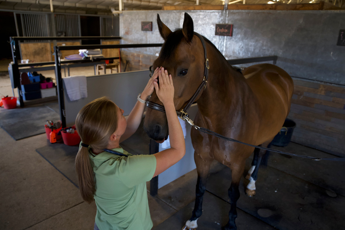 Image courtesy of Boehringer Ingelheim Animal Health