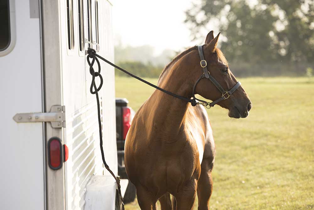 Image courtesy of Boehringer Ingelheim Animal Health