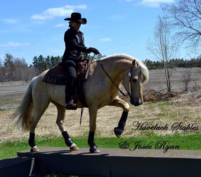 Photo courtesy of the Canadian Horse Breeders Association Photo courtesy of the Canadian Horse Breeders Association