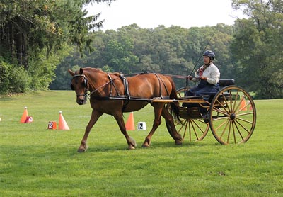 Photo courtesy of the Canadian Horse Breeders Association Photo courtesy of the Canadian Horse Breeders Association