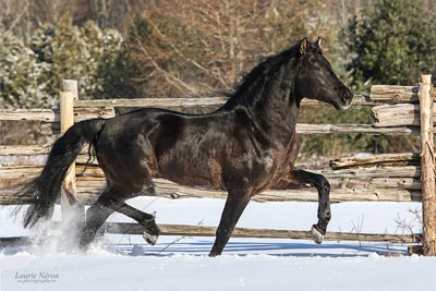 Photo courtesy of the Canadian Horse Breeders Association Photo courtesy of the Canadian Horse Breeders Association