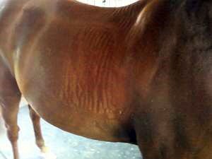 Skin ripples, likely caused by the saddle slipping forward. Skin ripples, likely caused by the saddle slipping forward.