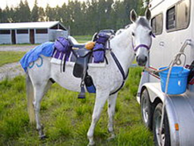The Basics of Competitive Trail Riding The Basics of Competitive Trail Riding