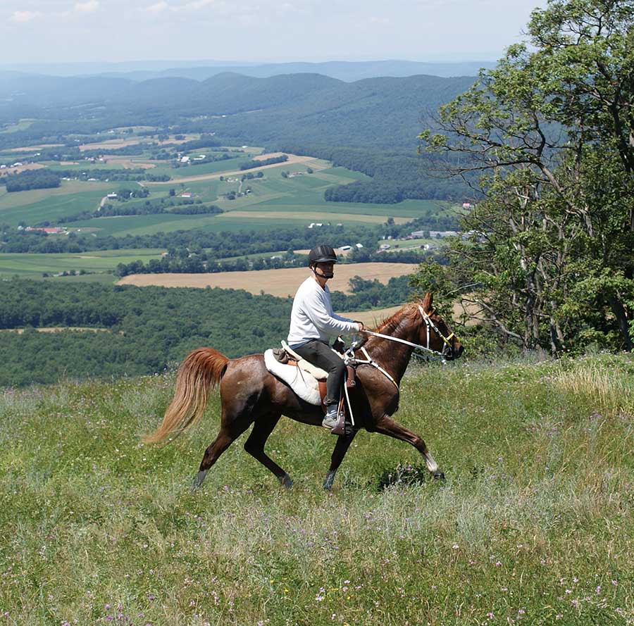 The Basics of Competitive Trail Riding