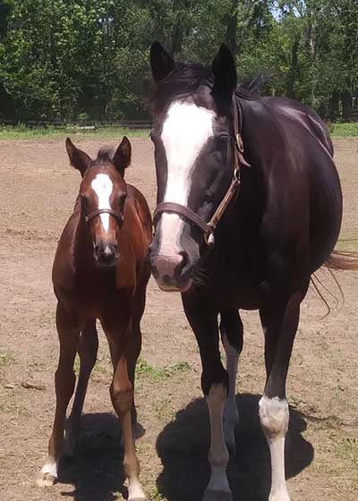 Photo credit: Equine Info Exchange Staff Photographer Photo credit: Equine Info Exchange Staff Photographer