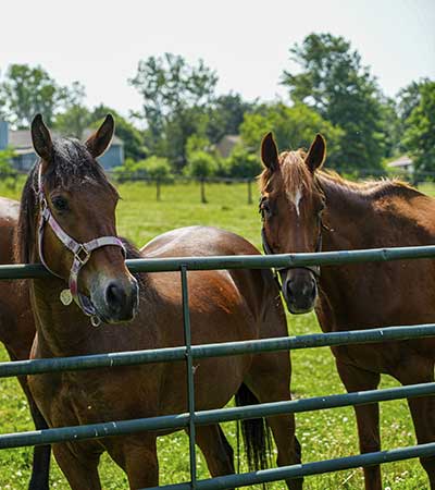 Rosalind, pictured left along with Toppy, pictured right are Thoroughbred mares at the Baker Institute for Animal Health who have contributed to the ongoing research in the De Mestre lab along with samples collected from privately owned mares managed by veterinarians out in clinical horse hospitals. Photo courtesy of John Enright, Cornell College of Veterinary Medicine