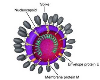 Coronavirus Covid-19