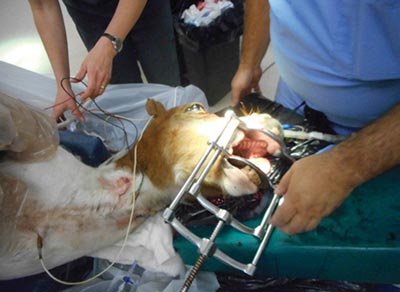 Surgical extraction involving general anaesthesia is rarely necessary. Image courtesy of Advanced Equine Dentistry. Surgical extraction involving general anaesthesia is rarely necessary. Image courtesy of Advanced Equine Dentistry.
