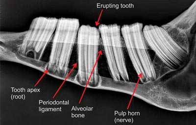 X-ray showing some of the normal anatomy. Image courtesy of Advanced Equine Dentistry. X-ray showing some of the normal anatomy. Image courtesy of Advanced Equine Dentistry.