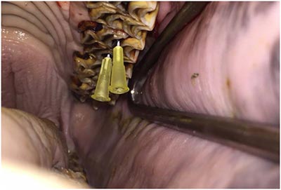 Equine Dentistry Equine Dentistry