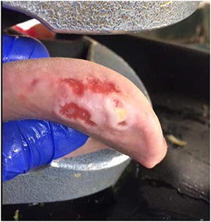Equine Dentistry Equine Dentistry