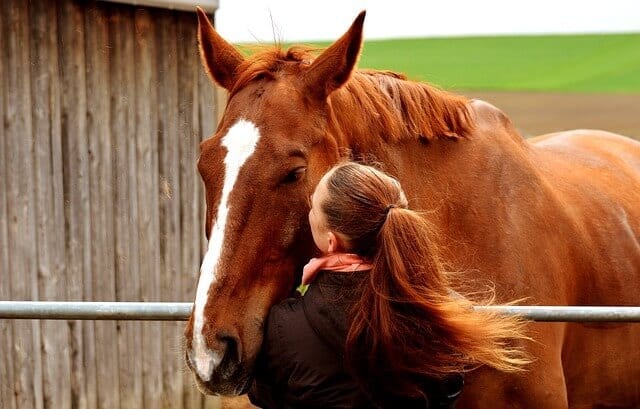 Study Suggests An ‘Emotional Transfer’ Between Humans & Horses Study Suggests An ‘Emotional Transfer’ Between Humans & Horses