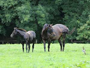 Lighting For Breeding and Performance - Equilume