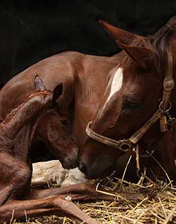 Equilume Light Masks