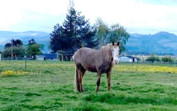 Photo by Katie Ebbage Equestrian